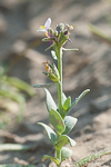 Linaria albifrons