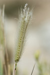 Tetrapogon villosus