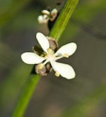 Dhofaria macleishii