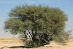 Acacia pachyceras