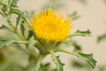 Anvillea garcinii