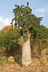 Dendrosicyos socotrana