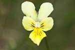 Viola lutea ssp. calaminaria