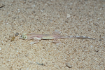 Stenodactylus arabicus